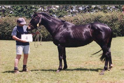 ������ ����