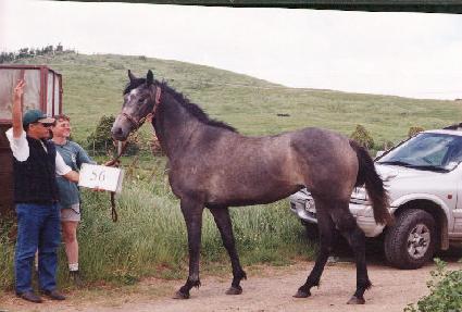 �������� ����