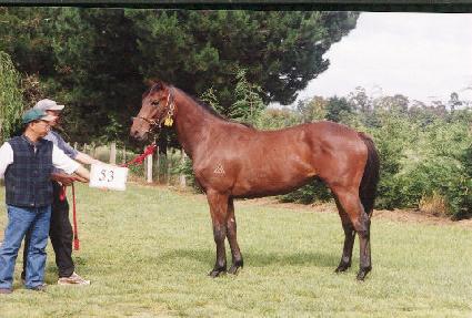 ��õ�Ⱝ�� ����