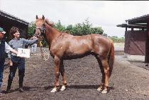 ������� (HEIR FAIR) ����