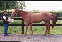 �Ӹ��� (MARINECOR) ����