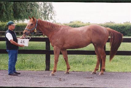 �Ӹ��� ����