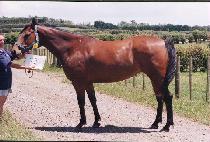 ���ܸ� (STEPHLENE) ����