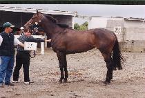 ���̽�Ǯ (FAITHFUL) ����