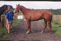 ���� (SAERON) ����