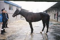 ���̺������̺� (FIVE FOR FIVE) ����