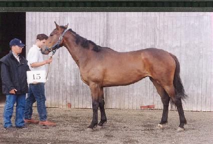 �������� ����