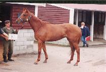 �������� (SHELLEY BAY) ����