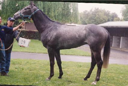 �׷��� ����