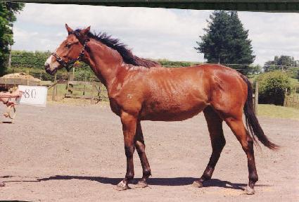 ������ ����