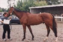 �극�̺�����̽� (BRAVE PROMISE) ����