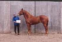 ���۷θ� (NEW GLORY) ����