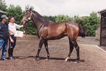 �̽�Ʈ������ (MISS TRUFFLES) ����