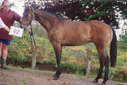 �Ҹ����� ����