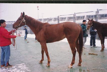 ���ɳ� ����