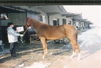 ���� (DENVER) ����