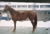 �ƺ��λ� (AVLOSA) ����