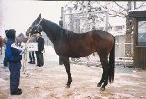 �ٷ��� (BARUF) ����