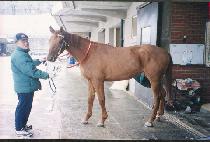 �Ʒ���Ÿ (ARELATA) ����