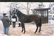 �˹ٸ��� (ALBARS) ����