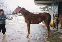 �������� (REZHISSER) ����