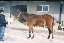 ��������ī�� (GUBERNSKAYA) ����