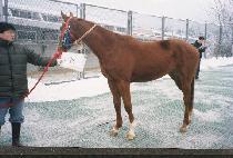 �Ĺٳ� (PAVANA) ����