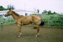 �޸ӴϽ�Ʈ (HUMANIST) ����