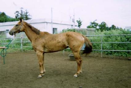 �޸ӴϽ�Ʈ ����