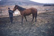 ���߾� (DAE JUNG ANG) ����