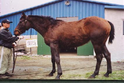 �ض��� ����