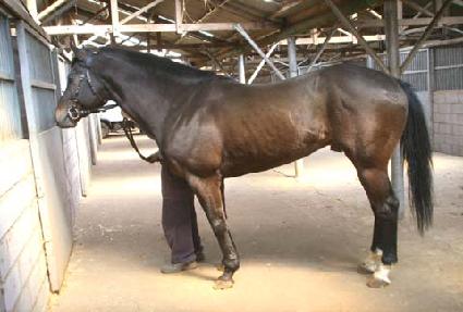 ������ ����