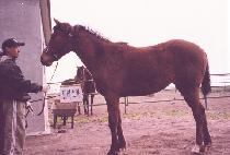 ������ (RUNNING QUEEN) ����