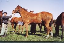 ����õ (JESEOKCHEON) ����