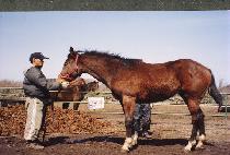 �������� (FRANCELY) ����