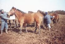 ��۽ô� (GIPPEUN SIDAE) ����