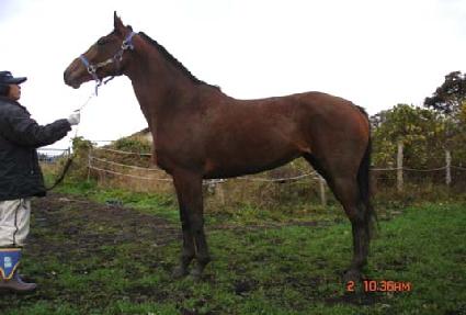 ������ ����