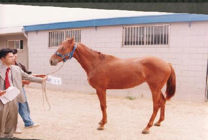 ������ ����