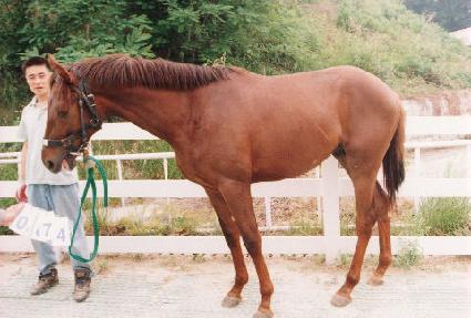 ������ ����