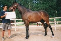 �����ȷν� (BUCEPHALOS) ����