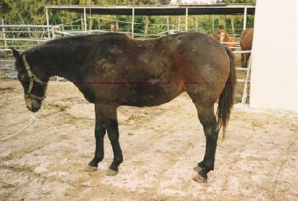 ��� ����