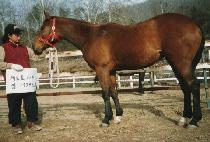 ���� (MYEONGJU) ����