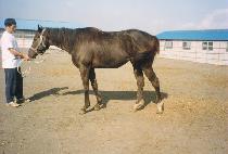 �¾��Ǻ� (TAEYANGUI BIT) ����