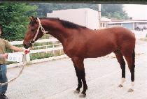 �ñ�� (NEUL GIPPEUM) ����