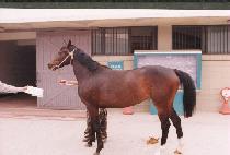 ������ (APJJILLEO) ����