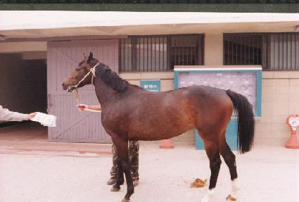 ������ ����