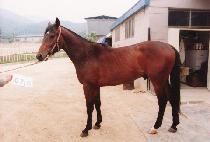 ����Ʈ�� (PERFECT WIN) ����