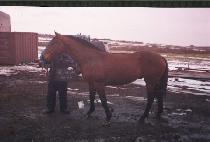 ���ȭ�� (BISEUNG HWARANG) ����