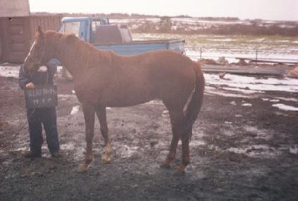 õ�� ����