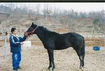 �극�̺꿵 (BRAVE YOUNG) ����